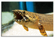Polypterus