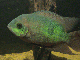 AkvarieAre
