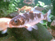 Rubeno