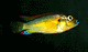 Alenate