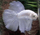 splendens