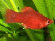 marbua