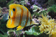fisken95