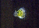 siggen