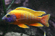 Dellfiner