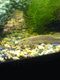 fatal-fish