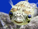 MacPhisto