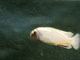 thankthefishtank