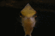 purdnan