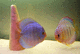 discus vlad