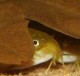 ElinH
