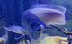 mosse-fisken