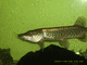 Pikefisher