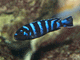 agassizii