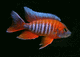 MalawiADRIAN