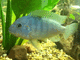 Aqua-tetra