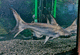 paroonshark