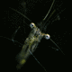 Inverts