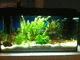 Fishdude2112