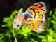 Runa1607