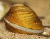 Corbicula javanicus