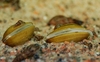 Corbicula javanicus