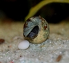 Tylomelania sp. Poso med nyfødt eggsekk