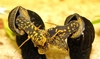Tylomelania sp. svart med store gule flekker