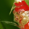 Rekelarver i egg under buken på en hunn