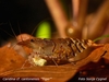 Caridina cf. cantonensis ´tiger´ (female)
