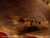 Caridina cf. cantonensis ´tiger´ (female)
