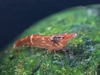 Caridina serratirostris