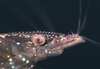 Caridina serratirostris