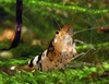 Caridina sp. ´bee´