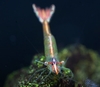 Caridina sp. Celebes
