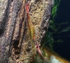 Caridina sp. Celebes