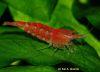 Caridina sp. ´crystal red shrimp´ male