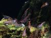 Caridina sp. ´tiger´