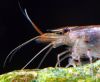 Caridina sp. ´tiger´ rostrum