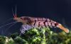 Caridina sp. ´tiger´