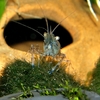 Macrobrachium dayanum