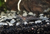Macrobrachium dayanum