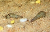 Malaysisk sandsnegle (Melanoides tuberculata)