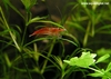 Neocaridina heteropoda