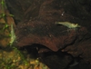 Neocaridina sp. blue