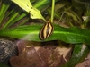 Neritina natalensis