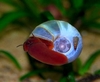 Planorbis corneus, blå posthorn med rød fot