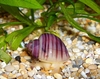 Pomacea bridgesii, rosa