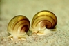 Pomacea bridgesii, brun
