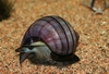 Pomacea bridgesii (lilla x hvit fargevariant)